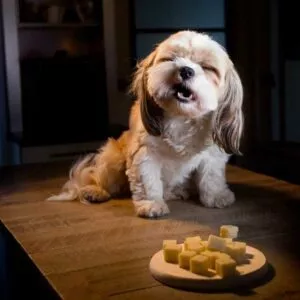 bienfaits et dangers du fromage chez le chien