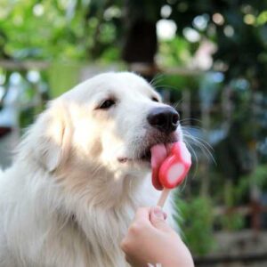 bienfaits de la glace pour chien