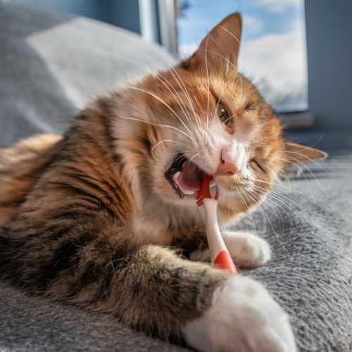 bienfaits de la mastication chez le chat