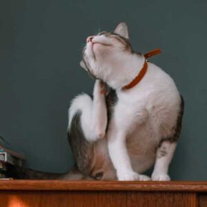bienfaits de la terre de diatomée pour votre chat