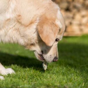 bienfaits des sprats séchés pour les chiens