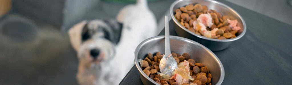 bienfaits des toppers pour chien