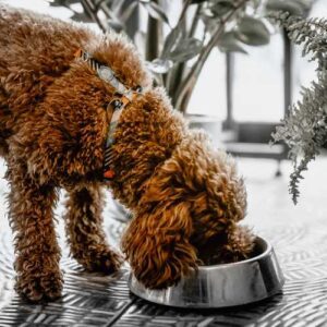 bienfaits du curcuma pour le chien