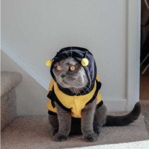 bienfaits de la propolis pour votre chat