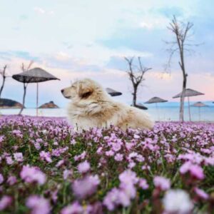bienfaits des fleurs de Bach pour chiens