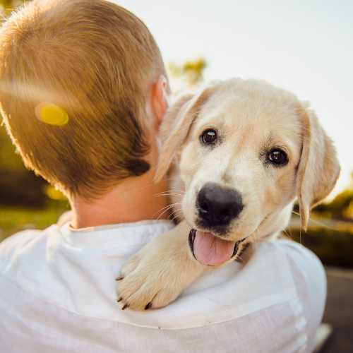 bienfaits de la levure de bière pour un chien