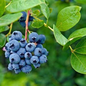 bienfaits nutritionnels de la myrtille pour les chiens