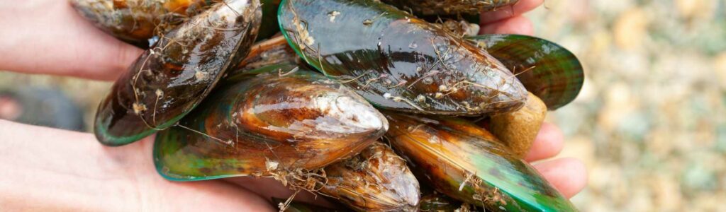 bienfaits de la poudre de moule verte chez le chien