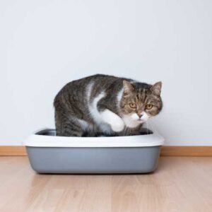 bienfaits des probiotiques en cas de diarrhée chez le chat