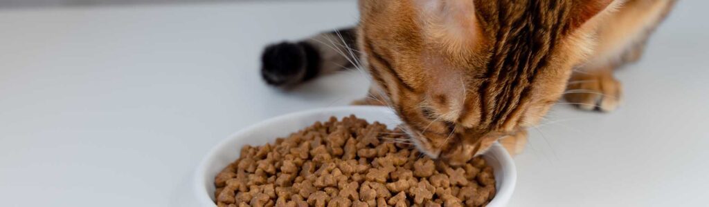 bienfaits du psyllium chez le chat