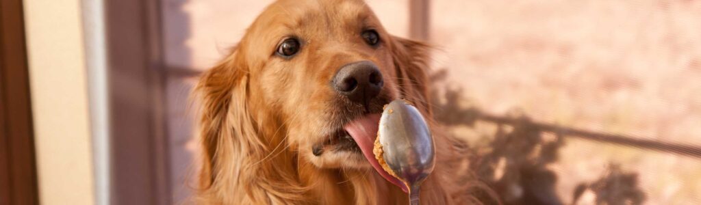 bienfaits utilisation du tapis de léchage pour chien