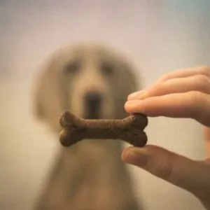 biscuit savoureux pour chien