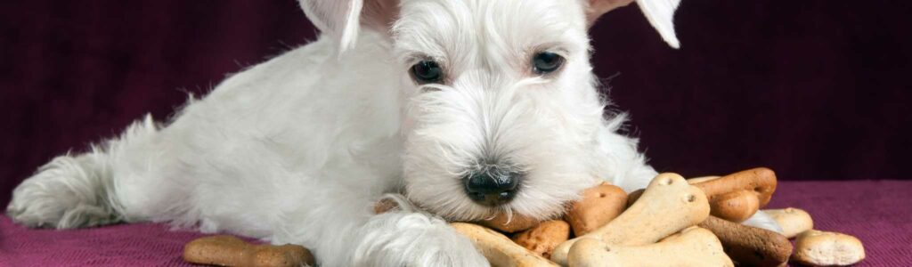 biscuits pour chien