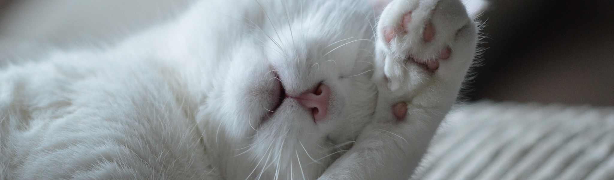 Votre chat boite : que faire ?