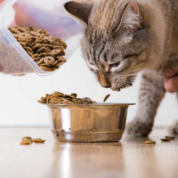 DOSSIER Quelles sont les meilleures croquettes pour chat ? Le guide