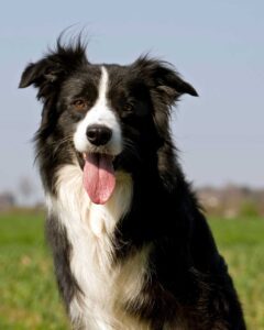 border collie