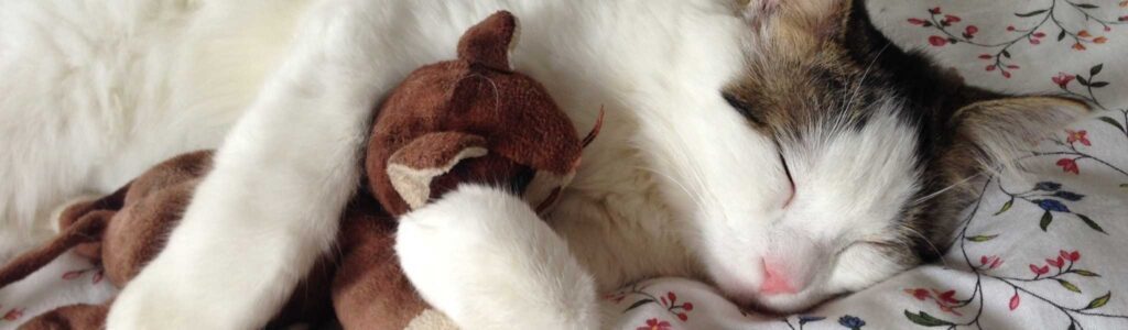 boule de poils chat solution naturelle