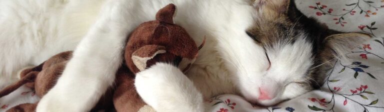 boule de poils chat solution naturelle
