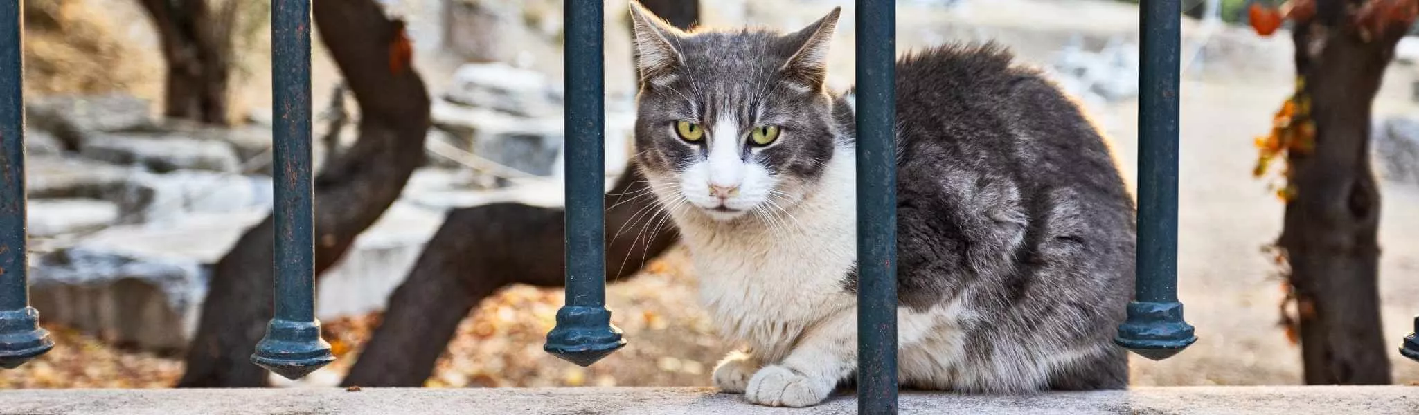 Jouet à mâcher Wolfood pour chien et chat - Goodbro