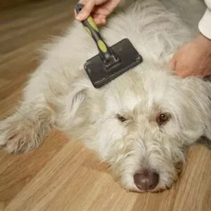 brossage de son chien pour une hygiène irréprochable