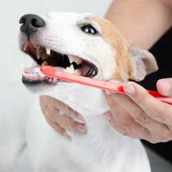 Brossage dentaire chez le chien pour lutter contre le tartre