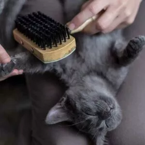 brosse double pour chats