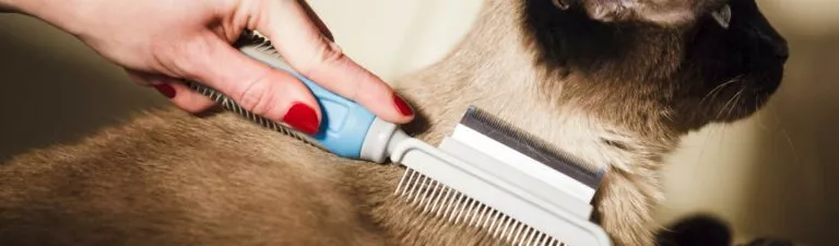 brosser son chat en période hivernale c'est important
