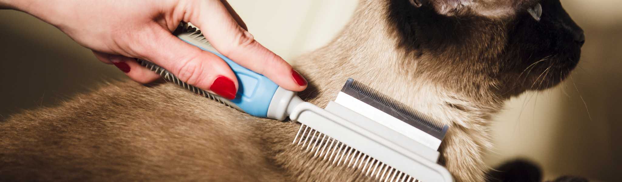 Brosser son chat régulièrement est important en période hivernale
