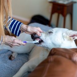 Lutter contre la mauvaise haleine de votre chien en lui brossant les dents