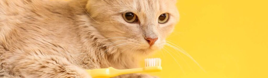 brosser les dents de son chat naturellement