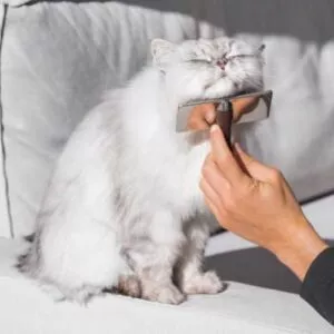 brosser son chat pour éviter les boules de poils