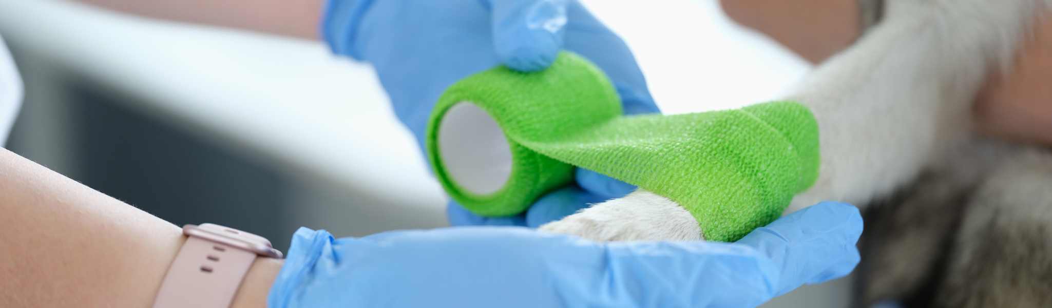 Brûlure chez le chien : comment la traiter ?