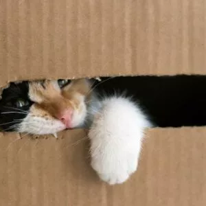 cachette chat dans un carton pour jouer