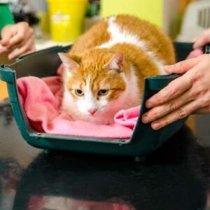 caisse chat ouverte chez le vétérinaire