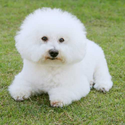 caractéristiques du bichon frisé qui impactent son alimentation