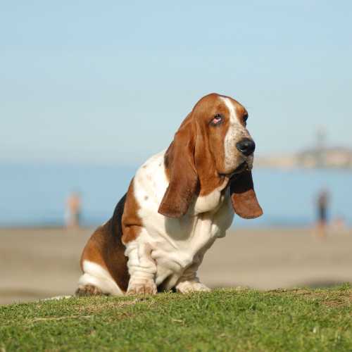 caractéristiques du basset hound qui impactent son alimentation