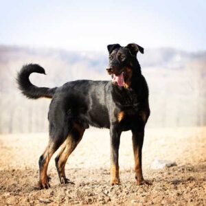 caractéristiques du beauceron ayant un impact sur l'alimentation