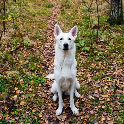 caractéristiques du berger blanc suisse qui impactent son alimentation