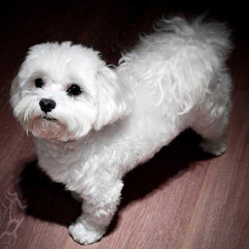 caractéristiques du bichon maltais qui impactent son alimentation