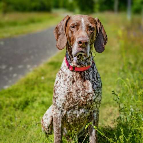 caractéristiques du braque allemand qui impactent son alimentation