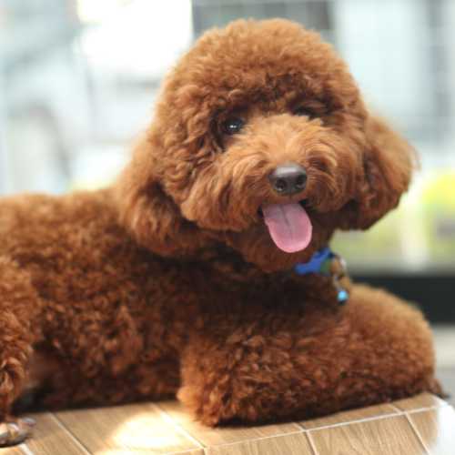 caractéristiques du caniche qui impactent son alimentation
