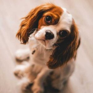 caractéristiques du cavalier king charles qui influencent l'alimentation