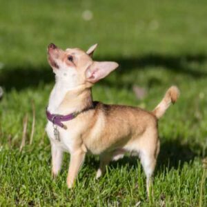 caractéristiques du chihuahua qui influence son alimentation