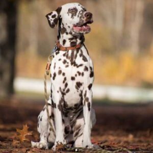 caractéristiques du dalmatien qui impactent son alimentation