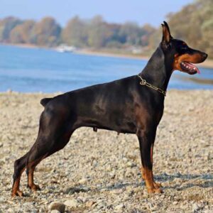 caractéristiques dobermann qui impactent son alimentation