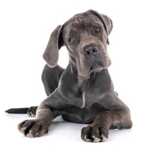 caractéristiques du dogue allemand qui impactent son alimentation