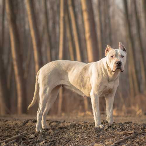 caractéristiques du dogue argentin qui impactent son alimentation