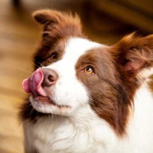 caractéristiques du border collie qui influence son alimentation
