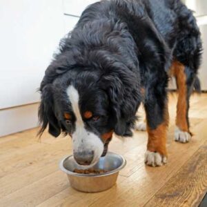 caractéristiques du bouvier bernois qui influencent l'alimentation