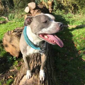 caractéristiques du staffie qui influencent son alimentation